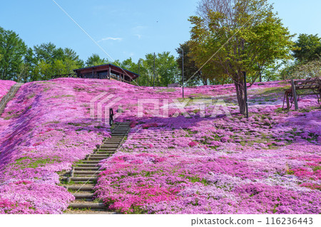 Higashimokoto Shibazakura Park: A spectacular view of Hokkaido's early summer in May 116236443