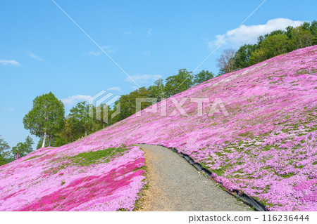 Higashimokoto Shibazakura Park: A spectacular view of Hokkaido's early summer in May 116236444