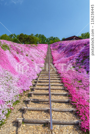 Higashimokoto Shibazakura Park: A spectacular view of Hokkaido's early summer in May 116236445
