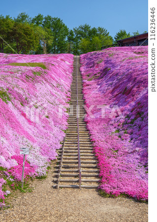 東藻琴芝櫻公園 - 五月北海道初夏的壯麗景色 116236446