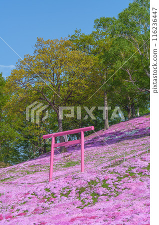 東藻琴芝櫻公園 - 五月北海道初夏的壯麗景色 116236447