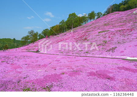 東藻琴芝櫻公園 - 五月北海道初夏的壯麗景色 116236448