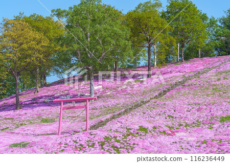 東藻琴芝櫻公園 - 五月北海道初夏的壯麗景色 116236449