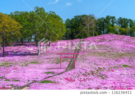 Higashimokoto Shibazakura Park: A spectacular view of Hokkaido's early summer in May Higashimokoto Shibazakura Park: A spectacular view of Hokkaido's early summer in May 116236451