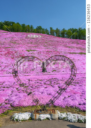 東藻琴芝櫻公園 - 五月北海道初夏的壯麗景色 116236453