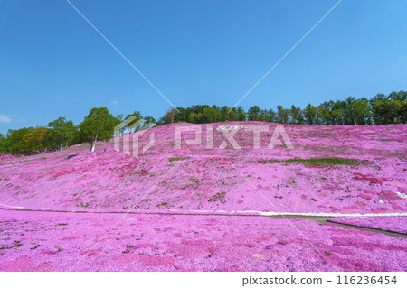 東藻琴芝櫻公園 - 五月北海道初夏的壯麗景色 116236454