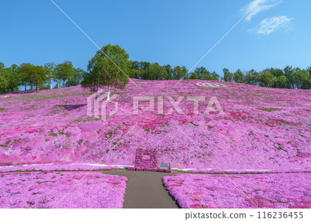 東藻琴芝櫻公園 - 五月北海道初夏的壯麗景色 116236455