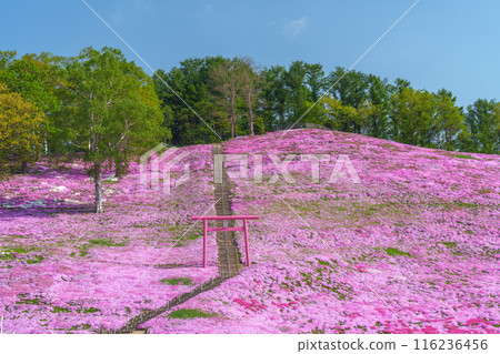 東藻琴芝櫻公園 - 五月北海道初夏的壯麗景色 116236456