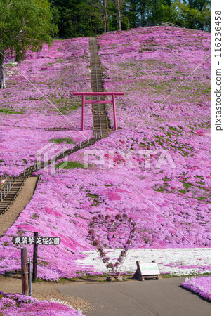 東藻琴芝櫻公園 - 五月北海道初夏的壯麗景色 116236458