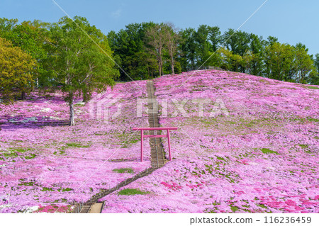 東藻琴芝櫻公園 - 五月北海道初夏的壯麗景色 116236459