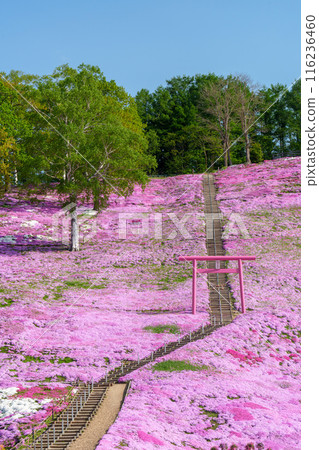 Higashimokoto Shibazakura Park: A spectacular view of Hokkaido's early summer in May 116236460
