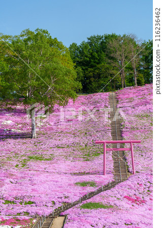 Higashimokoto Shibazakura Park: A spectacular view of Hokkaido's early summer in May Higashimokoto Shibazakura Park: A spectacular view of Hokkaido's early summer in May 116236462