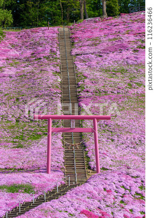 Higashimokoto Shibazakura Park: A spectacular view of Hokkaido's early summer in May 116236466