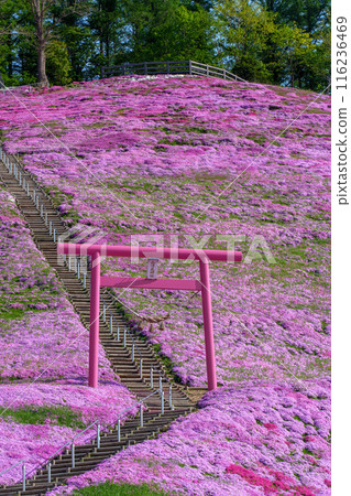 Higashimokoto Shibazakura Park: A spectacular view of Hokkaido's early summer in May 116236469