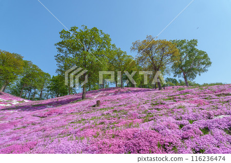東藻琴芝櫻公園 - 五月北海道初夏的壯麗景色 116236474