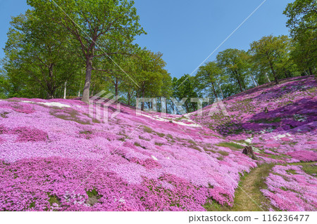 Higashimokoto Shibazakura Park: A spectacular view of Hokkaido's early summer in May 116236477