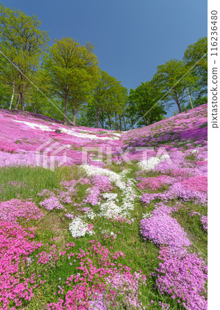 Higashimokoto Shibazakura Park: A spectacular view of Hokkaido's early summer in May 116236480