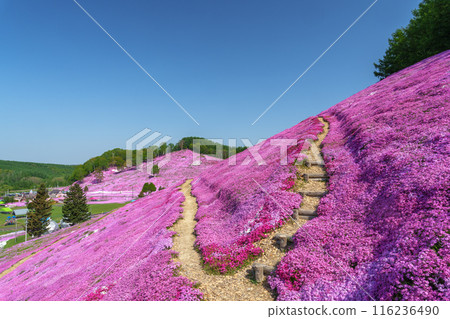 東藻琴芝櫻公園 - 五月北海道初夏的壯麗景色 116236490