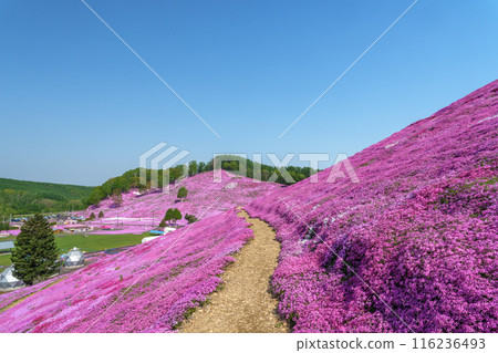 Higashimokoto Shibazakura Park: A spectacular view of Hokkaido's early summer in May Higashimokoto Shibazakura Park: A spectacular view of Hokkaido's early summer in May 116236493