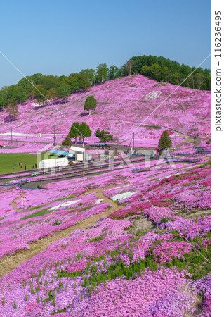東藻琴芝櫻公園 - 五月北海道初夏的壯麗景色 116236495