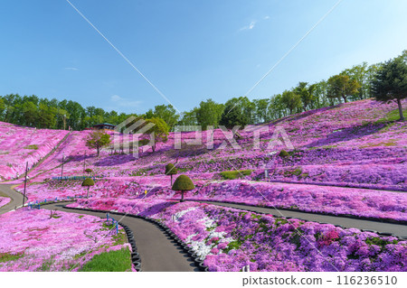 Higashimokoto Shibazakura Park: A spectacular view of Hokkaido's early summer in May 116236510