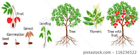 Cycle of growth of a lychee plant on a white background. 116236522