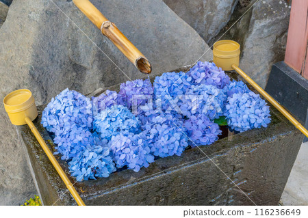 Hydrangea Hanatemizu 116236649