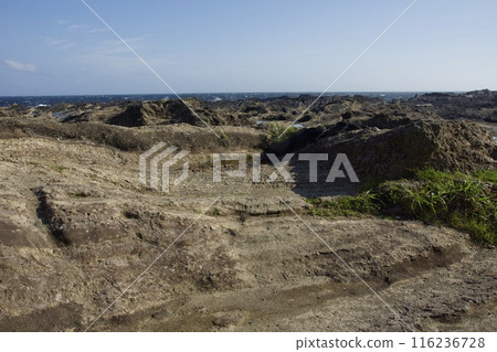 Spring scenery of Jogashima 116236728