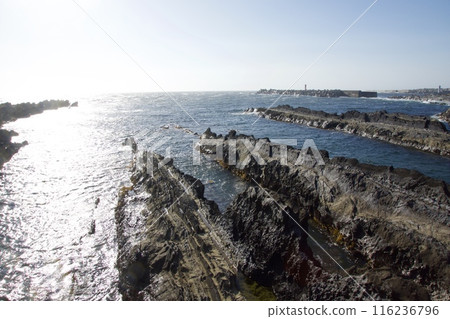 Spring scenery of Jogashima 116236796
