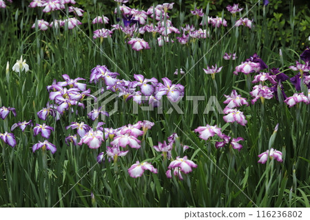 Iris flowers in the botanical garden 116236802