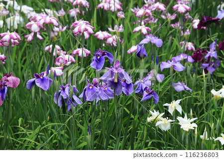 Iris flowers in the botanical garden 116236803