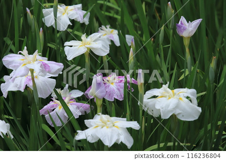 Iris flowers in the botanical garden Iris flowers in the botanical garden 116236804