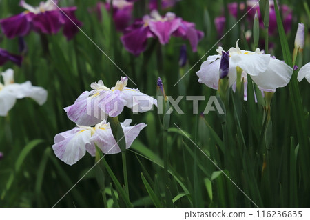 植物園裡的鳶尾花 116236835