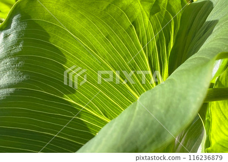 Colorful green Leaves Texture, Unusual Floral Background 116236879