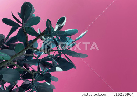 Colorful blue Leaves Texture, Unusual Floral pink Background Colorful blue Leaves Texture, Unusual Floral pink Background 116236904
