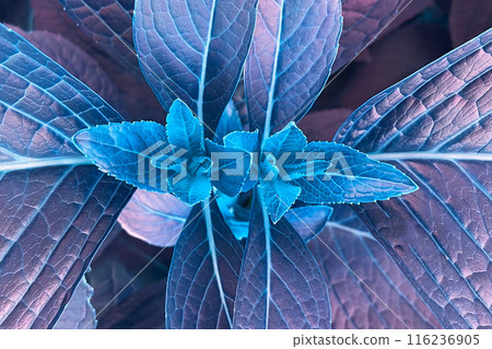 Colorful purple and blue Leaves Texture, Unusual Floral Background Colorful purple and blue Leaves Texture, Unusual Floral Background 116236905