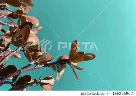 Colorful Leaves Texture, Unusual Floral Background 116236907