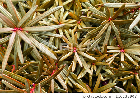Colorful yellow green Leaves Texture, Unusual Floral Background 116236908