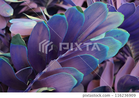 Colorful purple Leaves Texture, Unusual Floral Background Colorful purple Leaves Texture, Unusual Floral Background 116236909