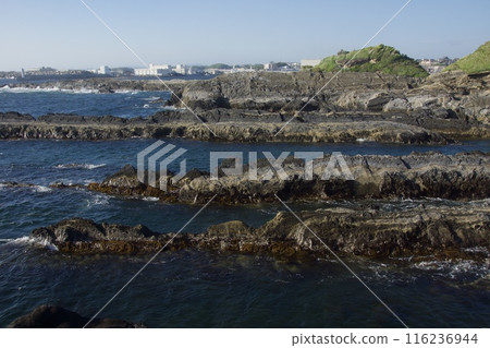 Spring scenery of Jogashima Spring scenery of Jogashima 116236944