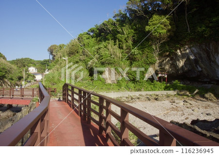 Spring scenery of Jogashima Spring scenery of Jogashima 116236945