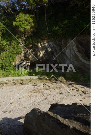 Spring scenery of Jogashima Spring scenery of Jogashima 116236946