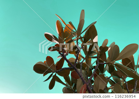 Colorful green Leaves Texture, Unusual Floral Background 116236954