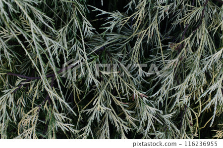 Colorful green Leaves Texture, Unusual Floral Background 116236955