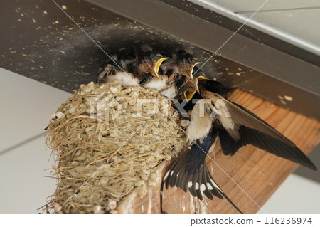 Swallow chicks about to leave the nest 116236974