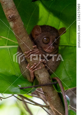 Bohol Island Tasha 116237069