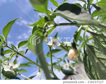 辣椒花菜園/照片 辣椒花菜園/照片 116237127
