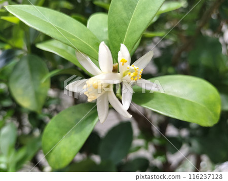 金橘花花花壇/照片 116237128