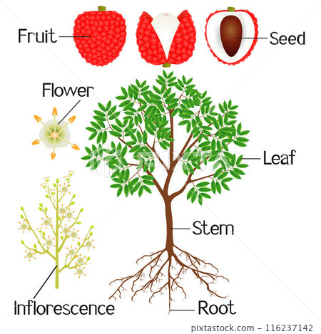 An illustration showing parts of a lychee plant on a white background. 116237142
