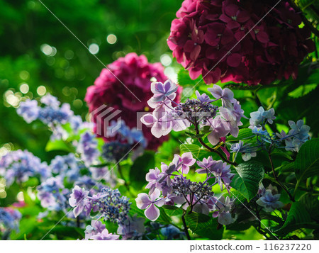 hydrangea hydrangea 116237220